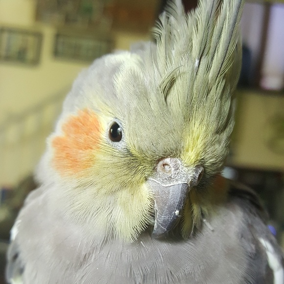 Meet your Posher, Jessica - Picture 2 of 2